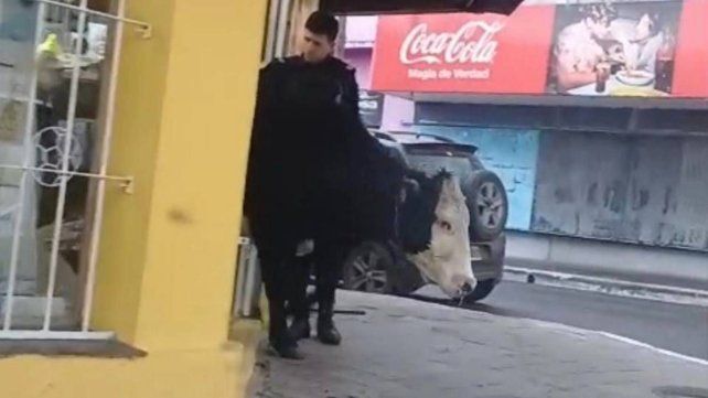 Concordia: una vaca apareció en la zona céntrica y se metió en una librería Concordia: una vaca apareció en la zona céntrica y se metió en una librería
