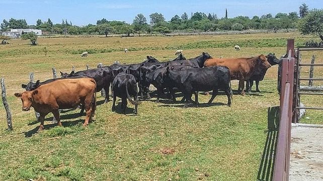 feliciano-animales-robados-2jpg