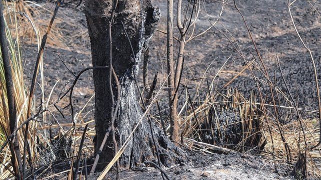 El calor cala hondo en los troncos como en las raíces.