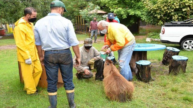 El operativo se realizó el sábado en el predio de calle Francia, en Paraná.