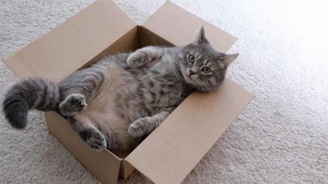 Una niña inventó un curioso juego de delivery de gatos y fue furor en redes