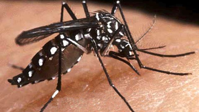 Aedes aegypti. Este tipo de mosquito es el que trasmite el dengue, el zika y la chukungunya. Aedes aegypti. Este tipo de mosquito es el que trasmite el dengue, el zika y la chukungunya.