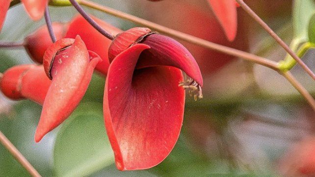 Ceibo. La Flor Nacional se muestra en Puerto Ruiz en todo su esplendor.