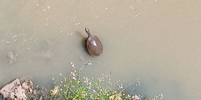 Vida. A pesar de los ataques humanos, los arroyos dan esperanza.