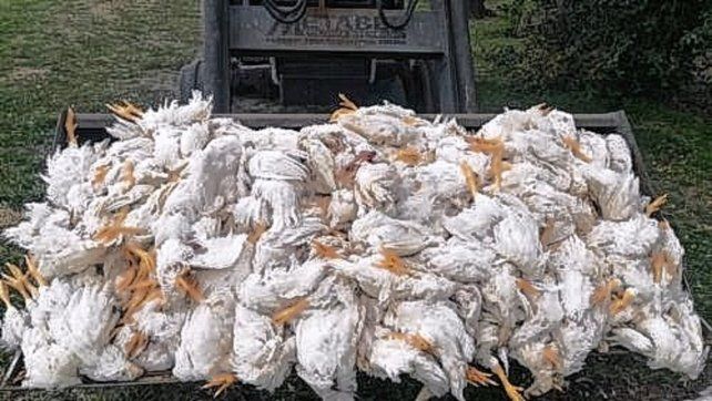 Santa Fe: acusan a dos niños de matar 700 gallinas a palazos en un criadero