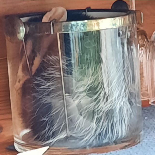 Vecino de Paraná encontró una comadreja en una hielera de cristal. Tras la intervención de la brigada policial, el animal fue rescatado y liberado en su hábitat