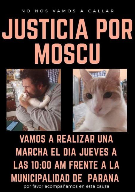 Paraná: pedirán justicia por Moscú, el gatito que murió en una castración