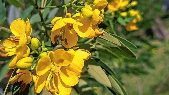 En el Parque Escolar Rural Enrique Berduc la floración del sen de campo está a pleno.
