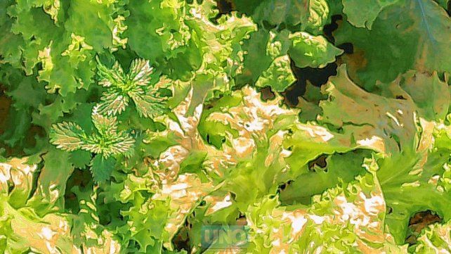 La lechuga fue lo más dañado ante el temporal La lechuga fue lo más dañado ante el temporal