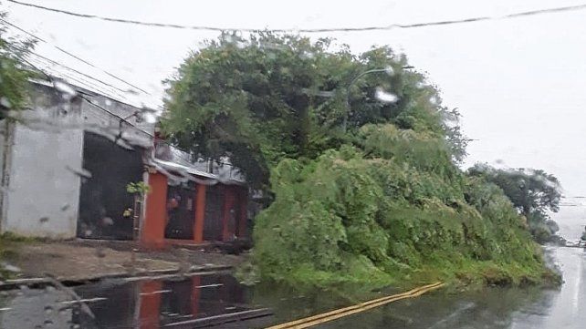 Árbol caído en calle Rondeau de Paraná producto del temporal