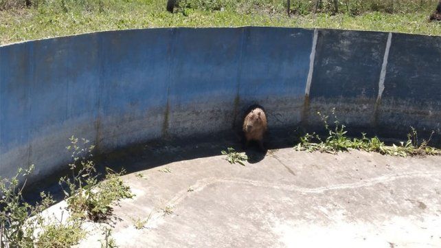 Viale: bomberos rescataron un carpincho que cayó en tanque australiano Viale: bomberos rescataron un carpincho que cayó en tanque australiano