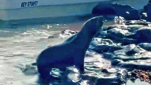 Lobo marino extraviado. Lobo marino extraviado.