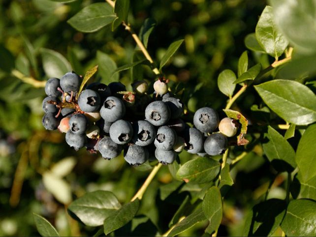 Fruto. Cinco empresas de la región de Salto Grande ya cuentan con la habilitación para exportar a China. Fruto. Cinco empresas de la región de Salto Grande ya cuentan con la habilitación para exportar a China.