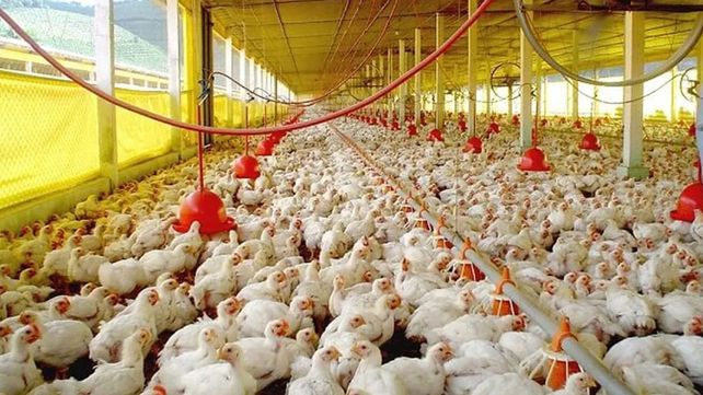 En Entre Ríos extreman los cuidados para evitar casos de gripe aviar En Entre Ríos extreman los cuidados para evitar casos de gripe aviar