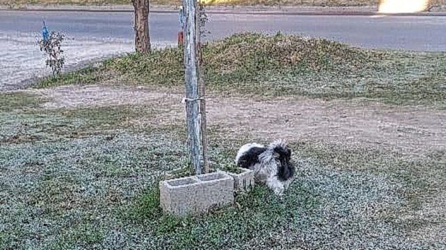 En plazas y espacios verdes de Paraná se pudo ver los efectos de la helada