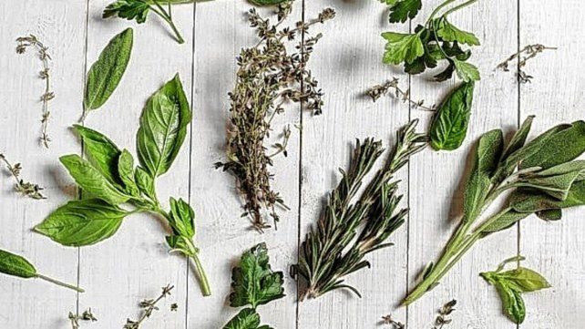 Dudas. Algunos asistentes comentaron haber consumido “boldo” en infusiones preparadas a partir de hojas frescas, sin embargo, al finalizar el encuentro se cuestionaron si éstas habrían correspondido a la especie Peumus Boldus.