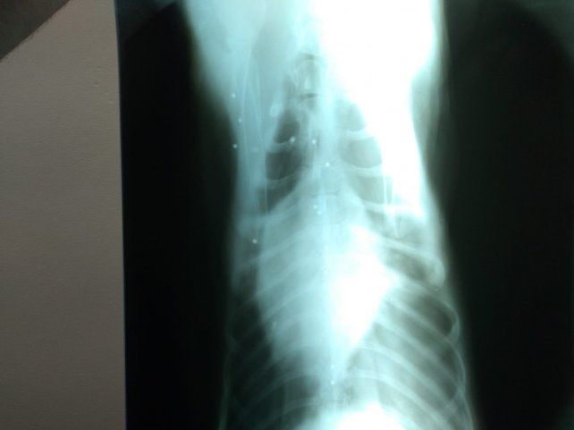 El hecho ocurrió en Rincón del Doll. El animal tiene 30 perdigones en distintas partes del cuerpo y órganos.