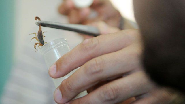 Ponzoña. En 2016, en Entre Ríos, hubo 261 picaduras. Ponzoña. En 2016, en Entre Ríos, hubo 261 picaduras.