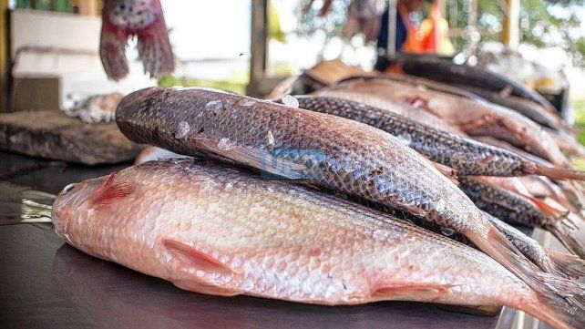 El río bajó y complica la pesca El río bajó y complica la pesca