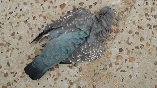 El corte afectó a los usuarios de zona Tiro Federal, Polideportivo, bulevard 25 de Mayo, río Paraná, Termas y Altos del Paraná de La Paz