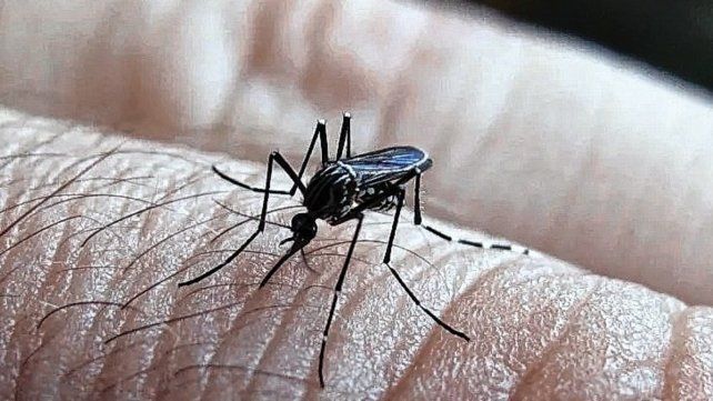 El avance del dengue interpela a la comunidad ante la falta de adherencia a las medidas de prevención. El avance del dengue interpela a la comunidad ante la falta de adherencia a las medidas de prevención.