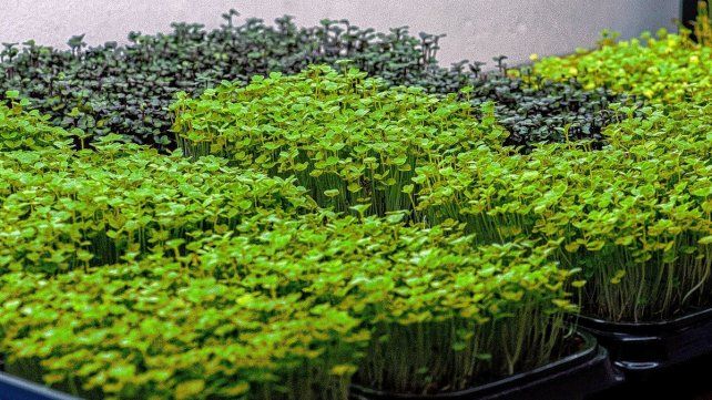 Los microgreens son furor en la gastronomía saludable