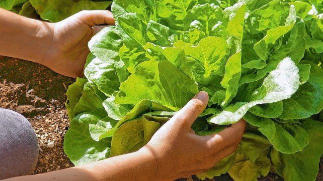 Horticultores intensifican su labor en medio de un calor agobiante que puede afectar su producción Horticultores intensifican su labor en medio de un calor agobiante que puede afectar su producción