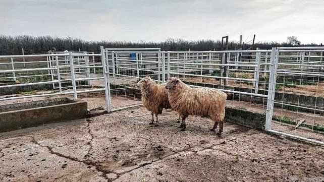 El frigorífico ovino de Mansilla dejará de faenas ovejas El frigorífico ovino de Mansilla dejará de faenas ovejas