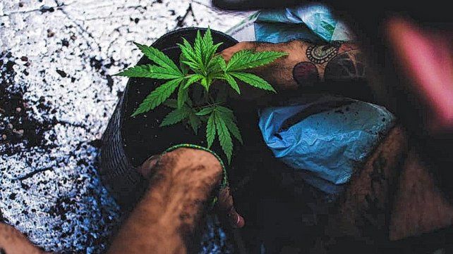 La ley de cannabis medicinal mejoró la condiciones de vida de miles de personas en el pais La ley de cannabis medicinal mejoró la condiciones de vida de miles de personas en el pais