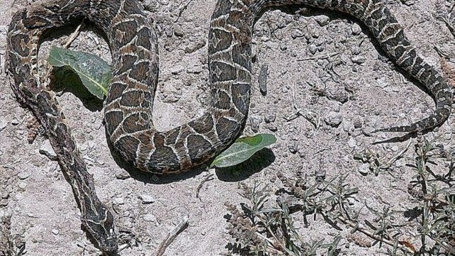Serpientes: picaduras, precauciones y recomendaciones.