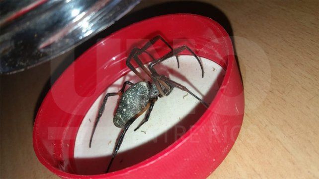 Especialistas indicaron que se trata de una especie conocida como araña de seda de oro y no es peligrosa. Pidieron no matarlas y retornarlas a un espacio seguro