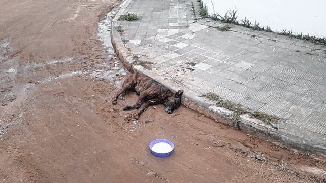 Desde la Municipalidad de Concordia prometen investigar hasta que se encuentre a los responsables.