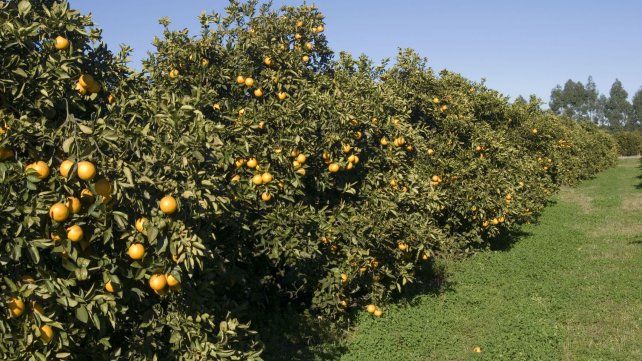 Arranca lenta, por la baja demanda local, la cosecha del citrus en campos entrerrianos 