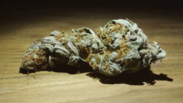 Concepción del Uruguay: tres años de prisión condicional para los dueños de un grow shop Concepción del Uruguay: tres años de prisión condicional para los dueños de un grow shop