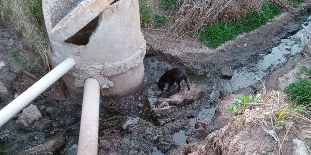Una perra negra bebe el agua negra de Los Zorzales.