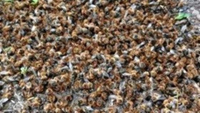 Colonia Nueva: fumigaron sin aviso un campo de sorgo y exterminaron 46 colmenas