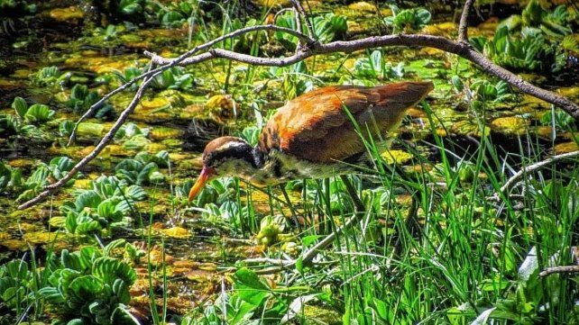 La reserva La Chinita alberga unas 230 especies de animales