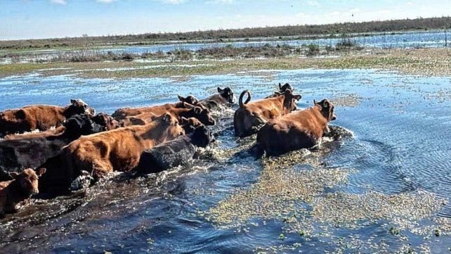 Aún quedan unas 30.000 cabezas para retirar de las Islas de Victoria Aún quedan unas 30.000 cabezas para retirar de las Islas de Victoria