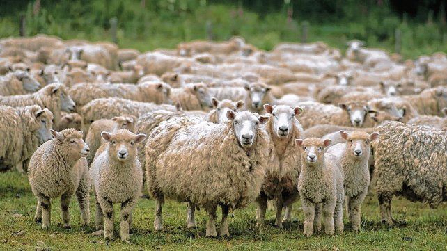 Sequía y calor afectan a los sectores productivos