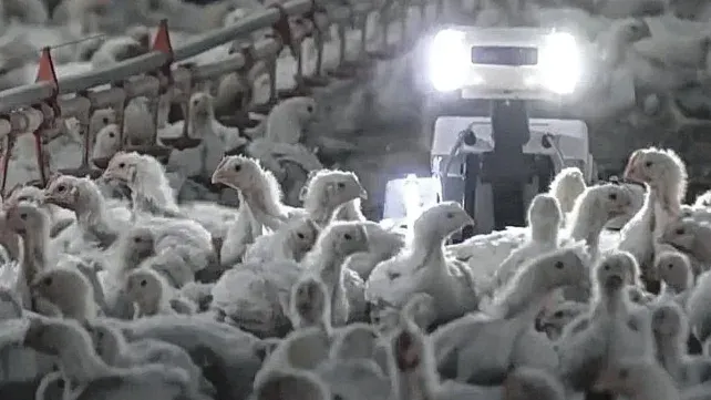 Avisense es el mejor robot del mundo para el sector avícola y se fabrica en la Argentina. Avisense es el mejor robot del mundo para el sector avícola y se fabrica en la Argentina.