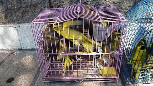 El cardenal amarillo está en peligro de extención y es muy buscado por traficantes El cardenal amarillo está en peligro de extención y es muy buscado por traficantes