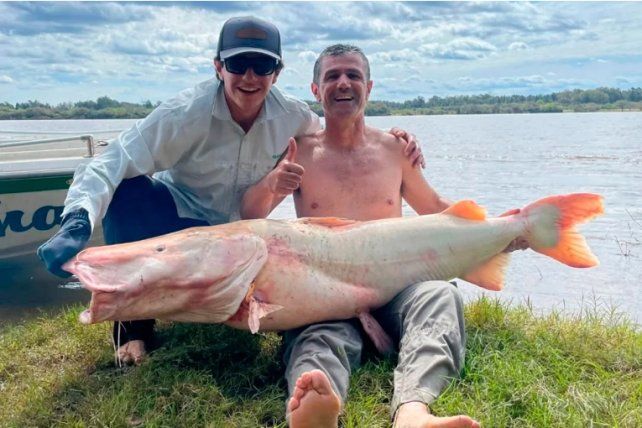 Pescadores capturaron un surubí albino de 50 kilos y lo devolvieron al río Uruguay Pescadores capturaron un surubí albino de 50 kilos y lo devolvieron al río Uruguay