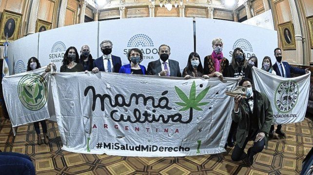 El Senado aprob&oacute; el marco regulatorio de producci&oacute;n de cannabis medicinal