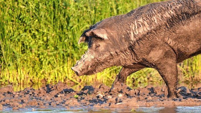 El jabalí es una de las especies exóticas invasoras que causa preocupación. El jabalí es una de las especies exóticas invasoras que causa preocupación.