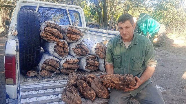 Enrique Livoni cosechó en esta época batatas gigantes Enrique Livoni cosechó en esta época batatas gigantes