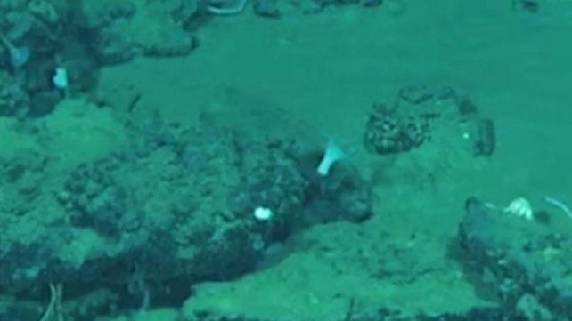 Descubrieron en el océano Índico un monumental cementerio de ballenas de 5 millones de años Descubrieron en el océano Índico un monumental cementerio de ballenas de 5 millones de años