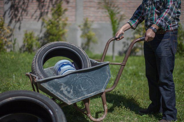 Un mosquito puede poner entre 60 y 100 huevos cada dos días