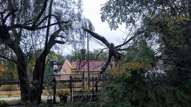 Árboles caídos en Colonia Avellaneda por el fuerte temporal este jueves