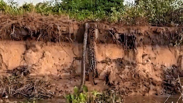 El animal, que se encuentra en peligro de extinción, fue filmado cuando trepaba la barranca con su presa. El video fue viral