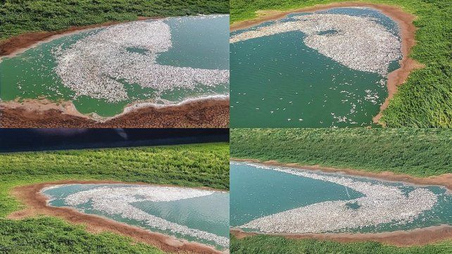Las imágenes que muestran miles de peces muertos. Lagunas sin agua, humedal sin vida en el Paraná.